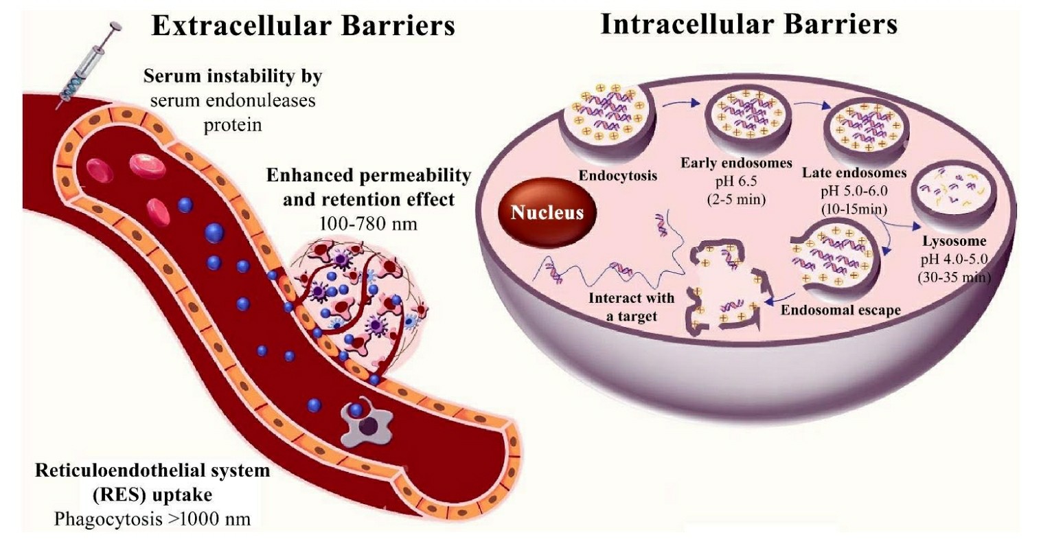 Extracellular and intracellular barriers for siRNA therapeutics.