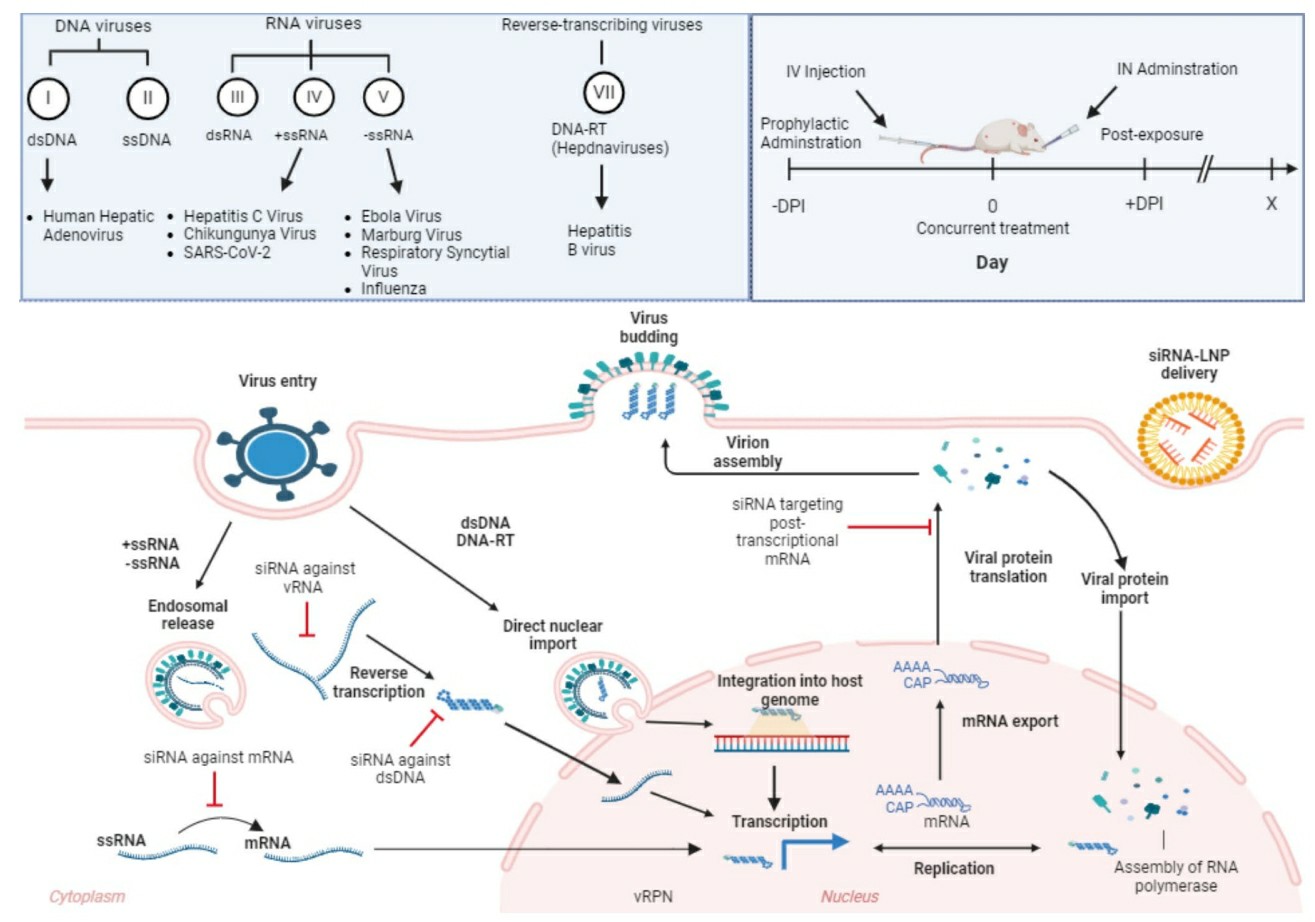 Strategic Intervention of siRNA Therapeutics Across Viral Life Cycles and Delivery Timelines.