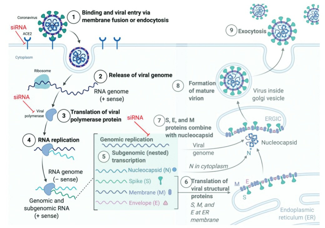 The SARS-CoV-2 infection lifecycle.