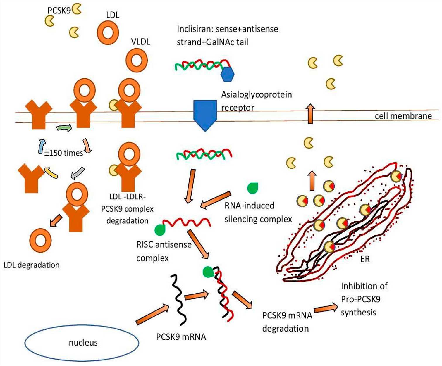 Inclisiran-mechanism of action.