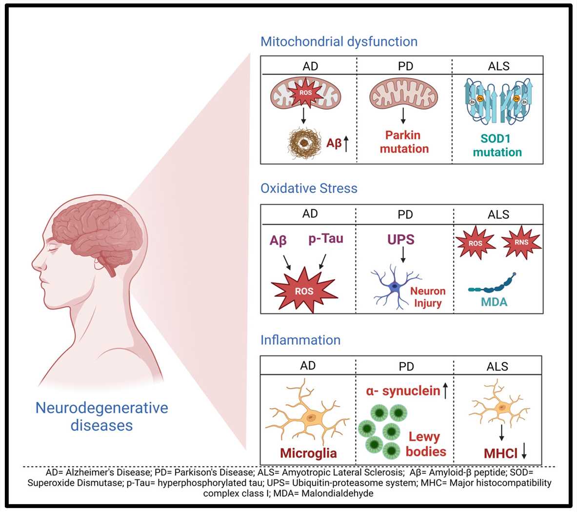General mechanisms of neurodegenerative diseases.