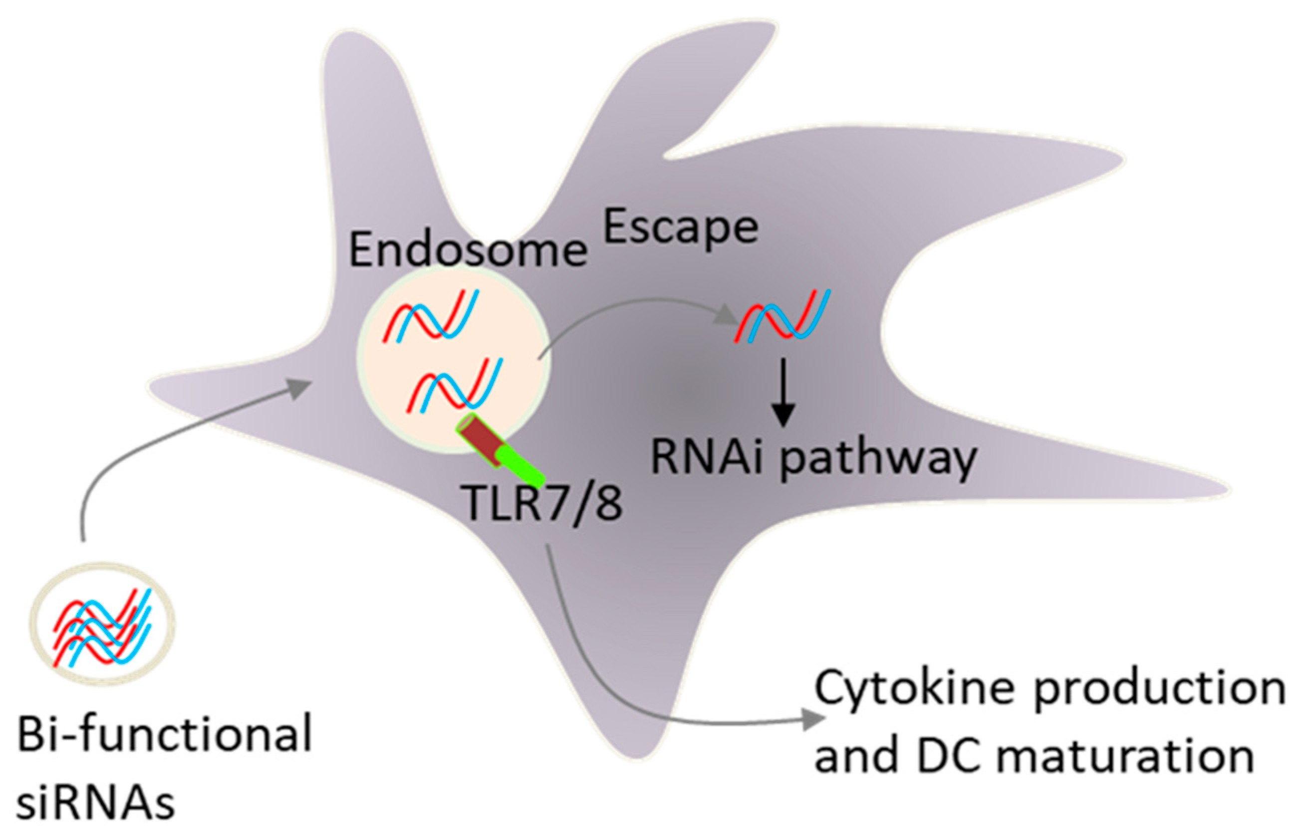 Combined gene silencing and Toll-like receptor TLR activation by a single siRNA sequence.