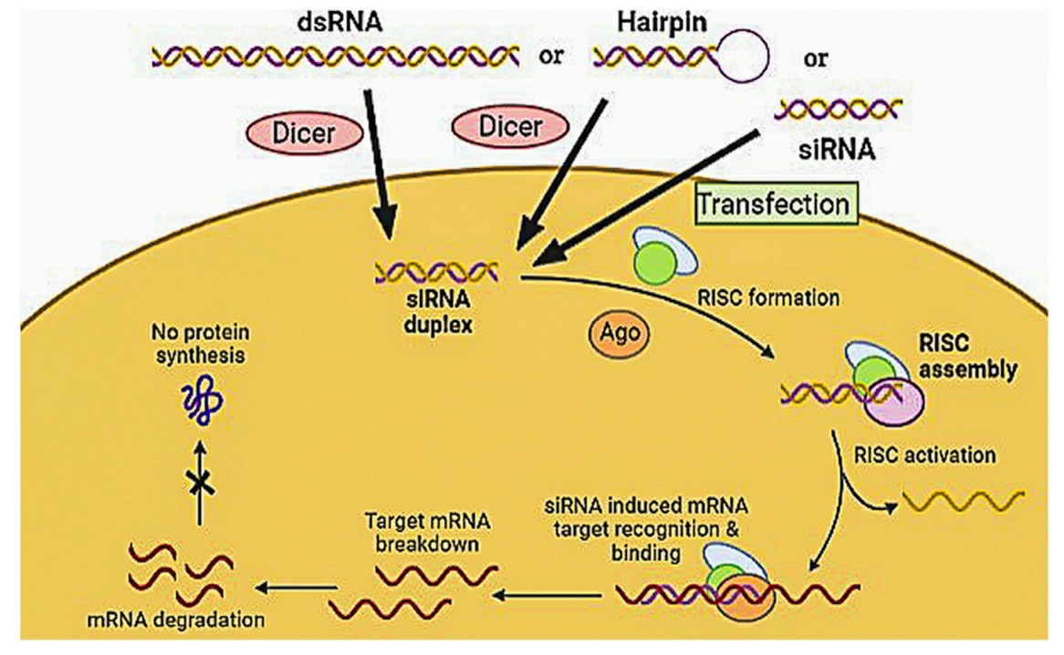 Mechanism of siRNA by assembly and activation of RNA- RISC.