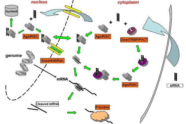 Figure 1: illustrates the schematic representation of the siRNA-mediated RNA interference pathway. (OA Literature)