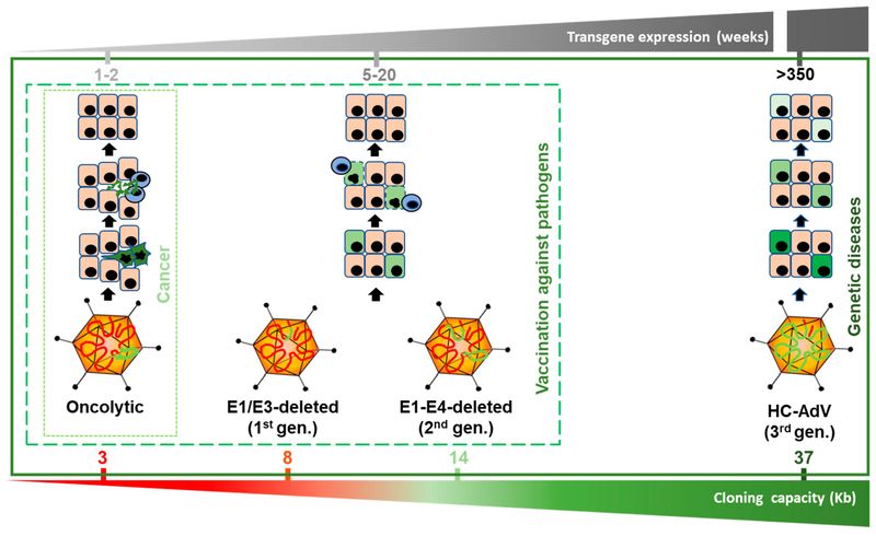 Figure 1. Variants of adenoviral vectors and their possible therapeutic applications. (OA Literature)