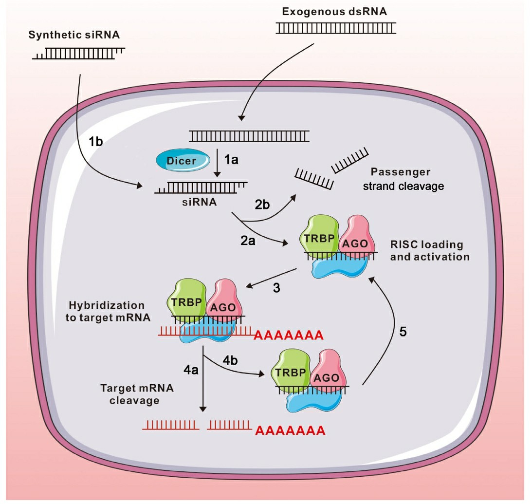 RNA interference.