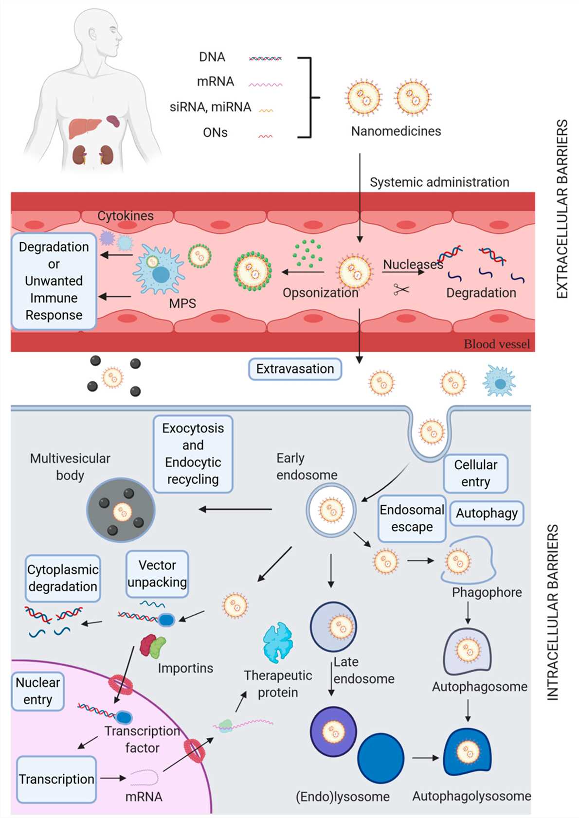  The biological barriers for non-viral gene delivery systems