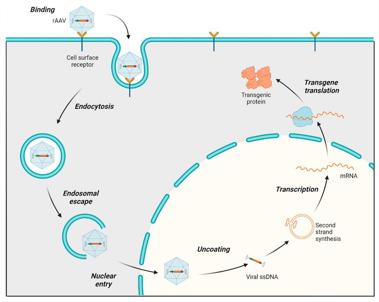 Evolution of siRNA chemical modification patterns.