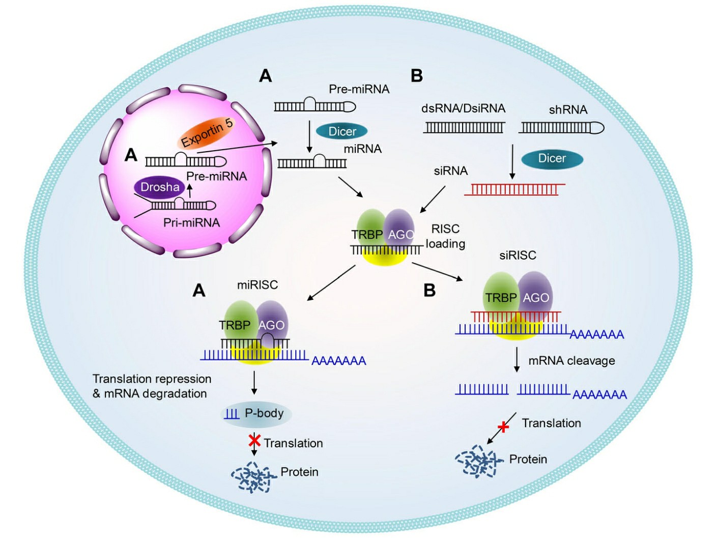 Schematic illustrations of the working mechanisms of miRNA (a) and siRNA (b). 