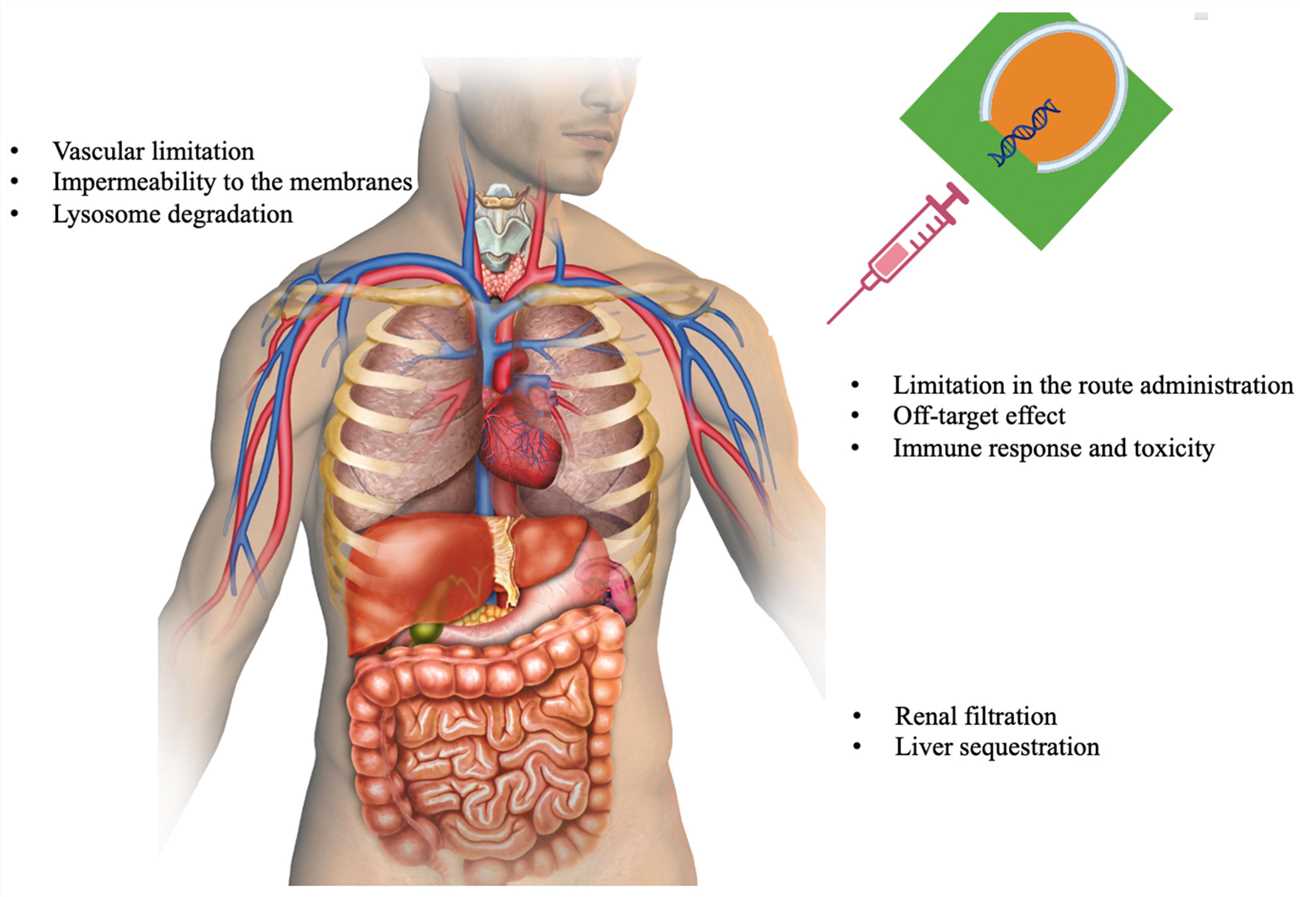 Challenges to be overcome in the siRNA therapeutics.