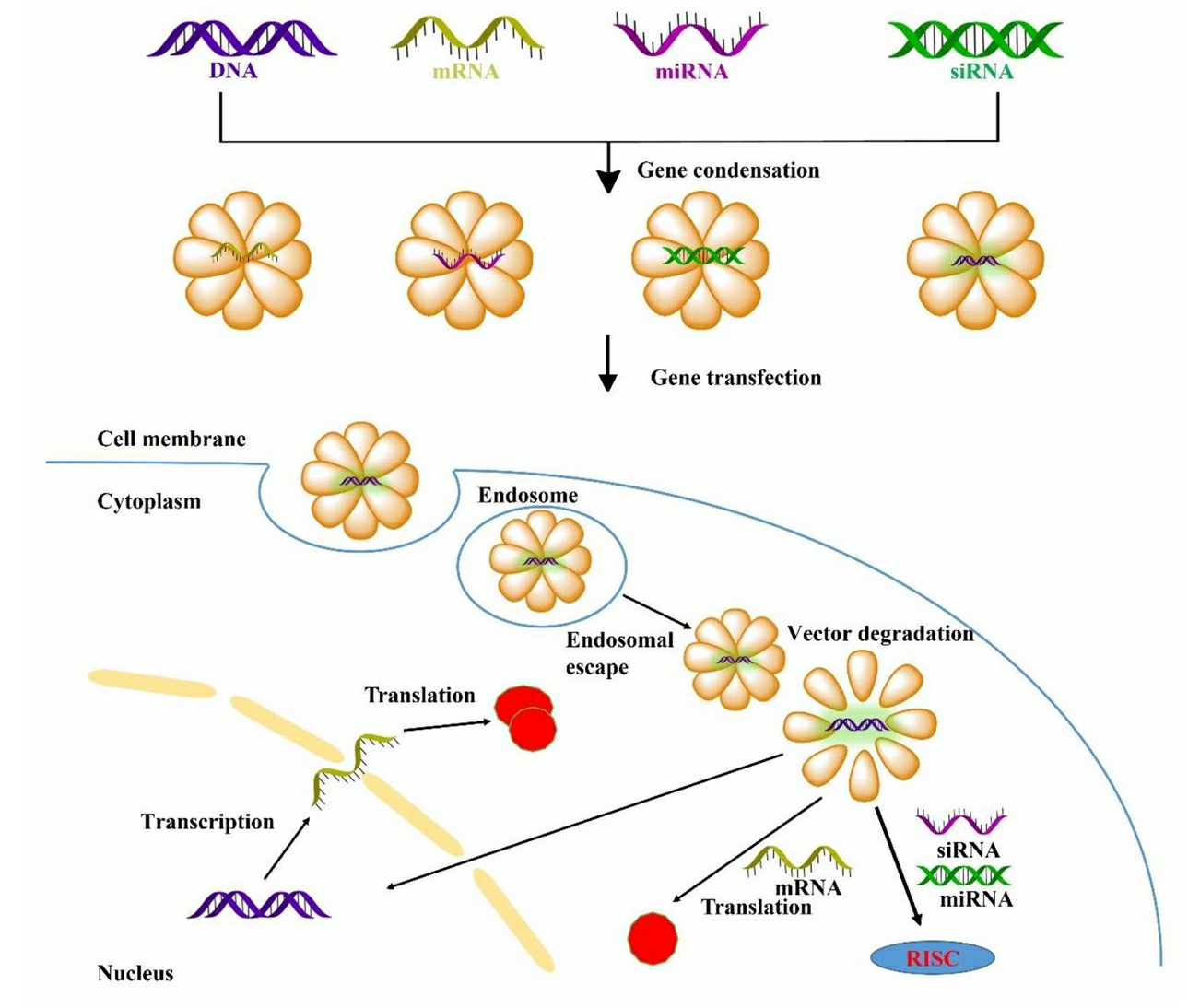 Non-viral vector mediated various gene transfection process, and navigating extracellular and intracellular obstacles for DNA, mRNA, siRNA, miRNA