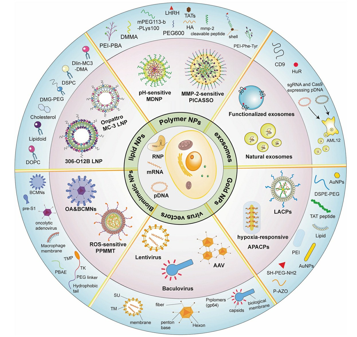 Schematic diagram showing multiple types of vectors for the in vivo delivery of CRISPR systems