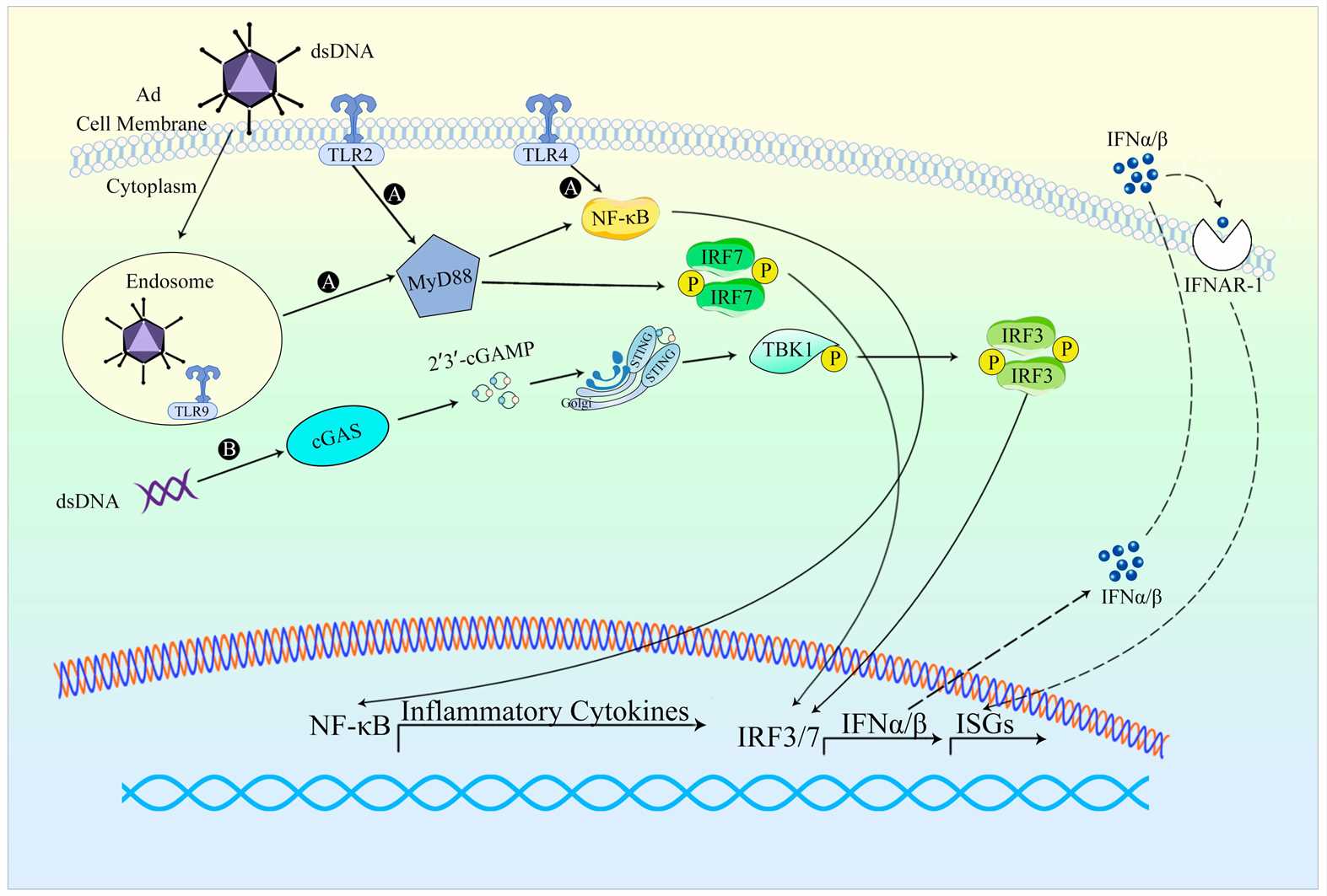 Genome structure description of Ad, AAV, and LV viruses and their viral vectors
