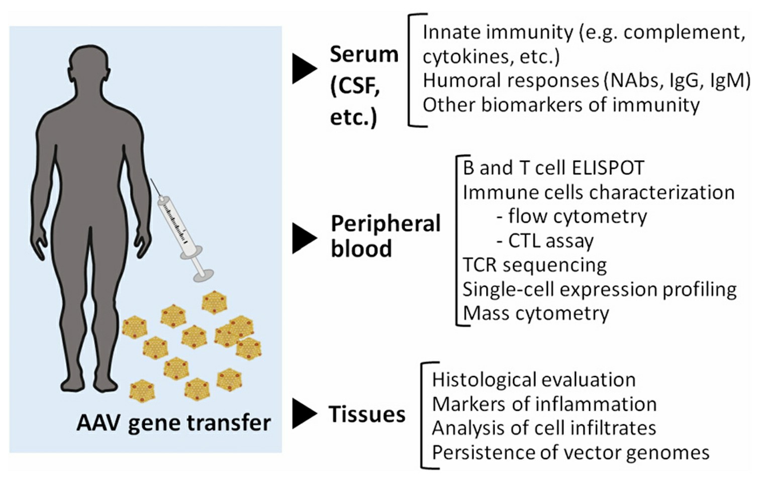 Immunomonitoring in gene transfer.