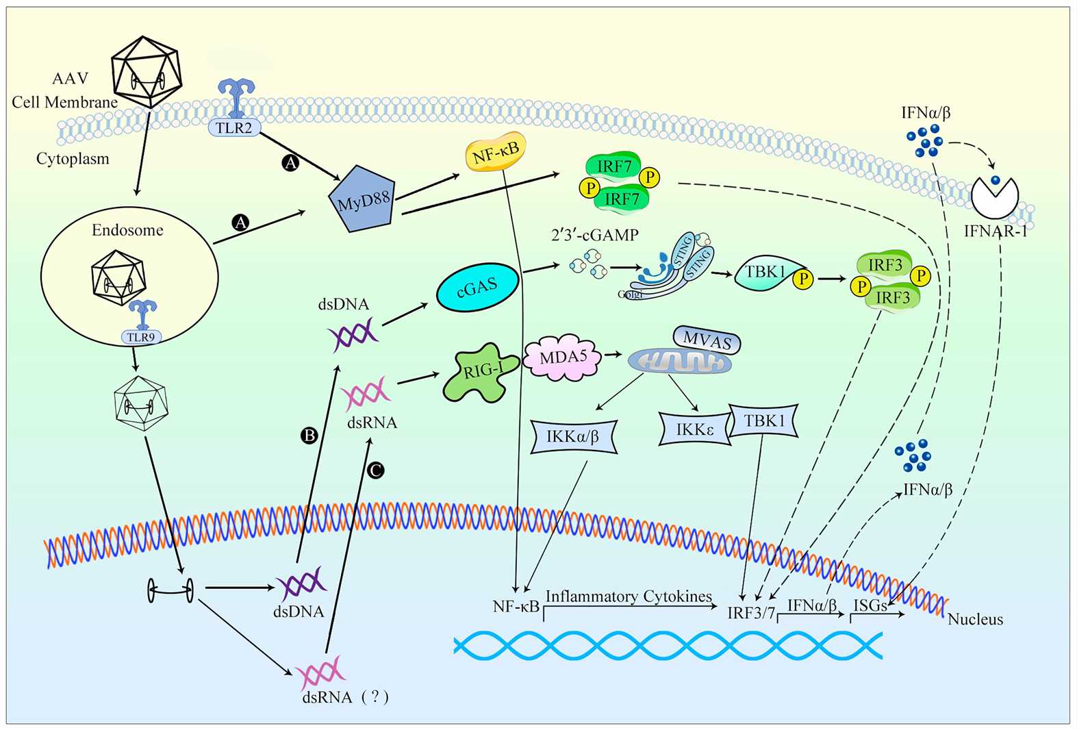 An overview of the innate response to AAV vectors. 