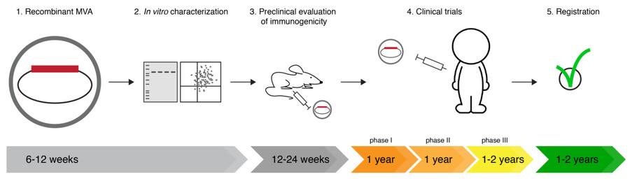 Figure 1: Optimal timeline for assessing a new MVA-based vaccine. (OA Literature)