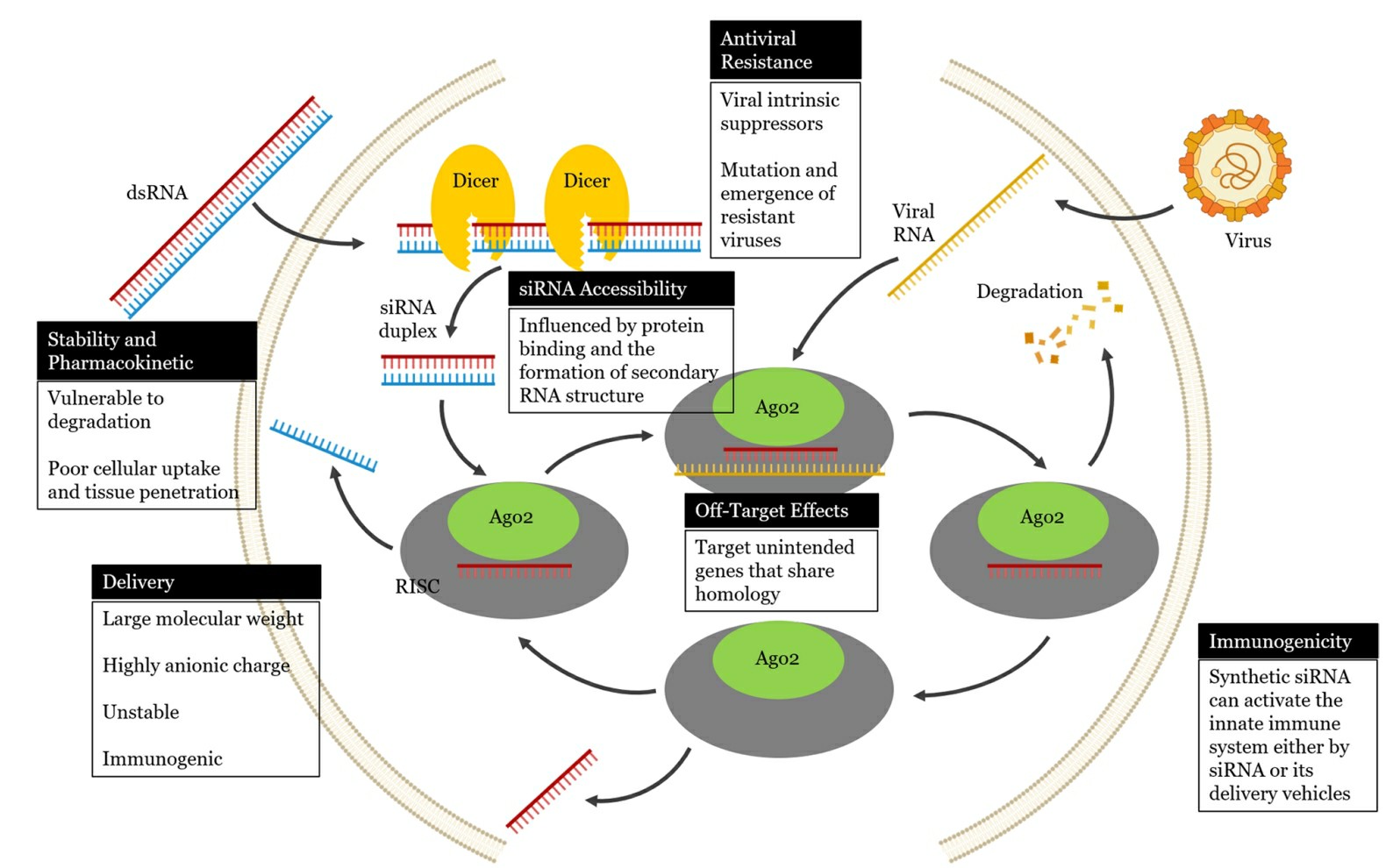 Schematic illustrations showing challenges to small interfering RNA (siRNA) applications against viral infections.
