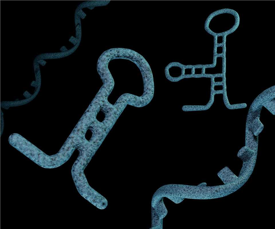 Fig.1 What is miRNA (Creative Biolabs Authorized)