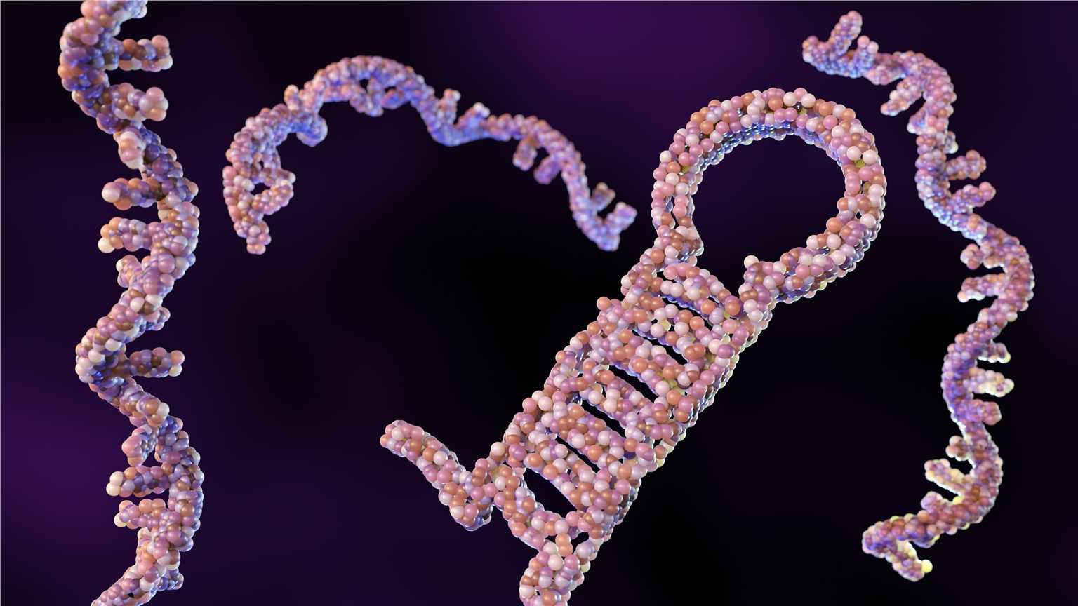 Fig.1 What is shRNA (Creative Biolabs Authorized)