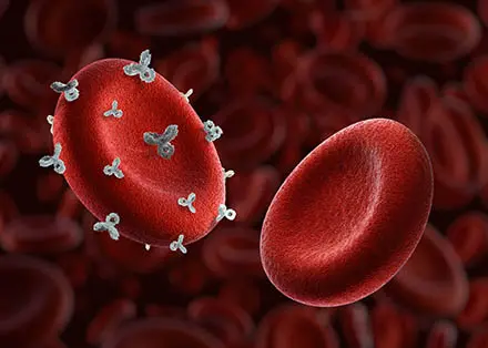 Blood Group Antigens