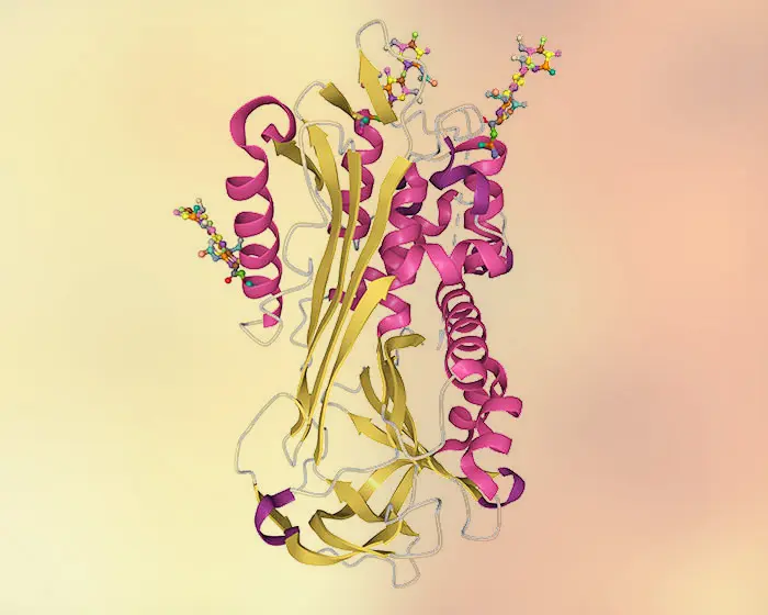 Therapeutic Glycoprotein Development