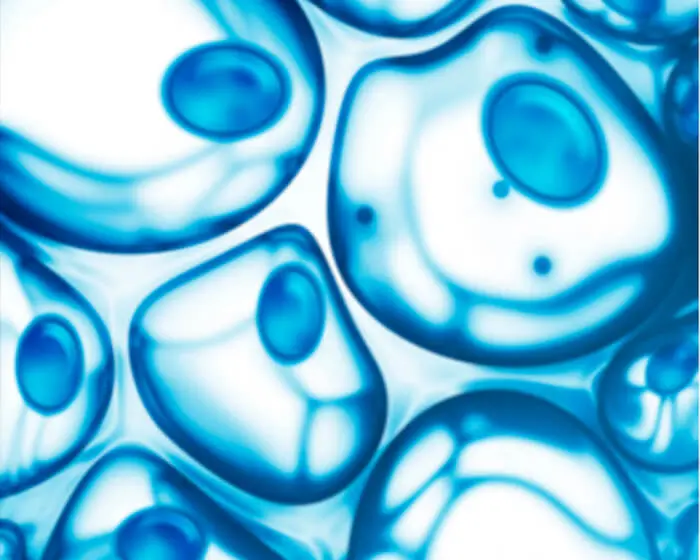 Cell Line Glycoengineering 