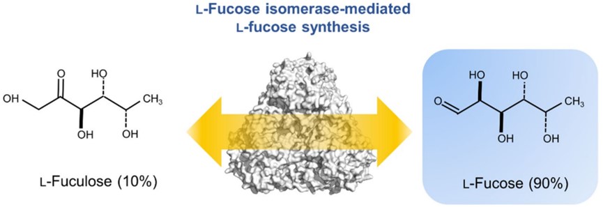 A schematic diagram for L-fucose synthesis mediated by L-fucose isomerase. (OA Literature)