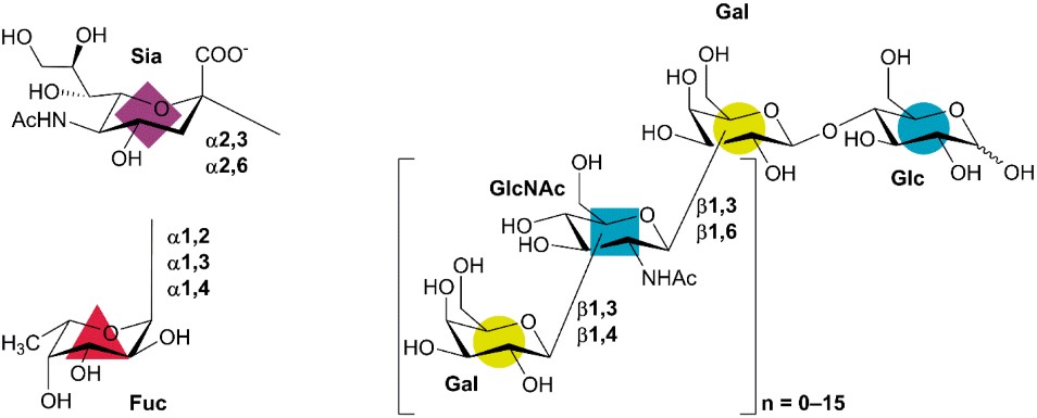 Fig.1 Blueprint structure of human milk oligosaccharide.