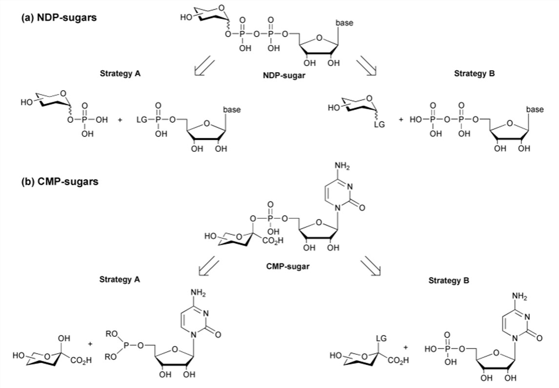 General synthetic strategies for NDP-sugars and CMP-sugars.