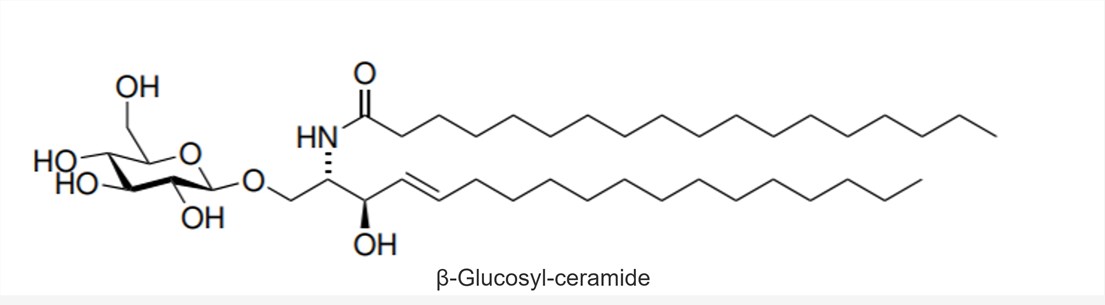 Custom Glycolipid Synthesis