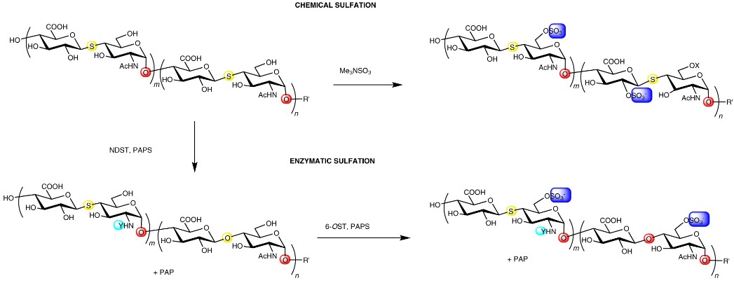 Fig.1 Synthesis scheme of sulfo-4-thio-HS analogs.