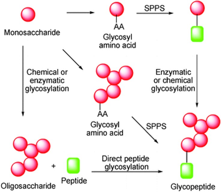 Three general strategies for the synthesis of relatively short glycopeptides.