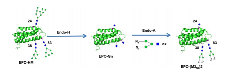 Reaction scheme for glycan remodeling of EPO.