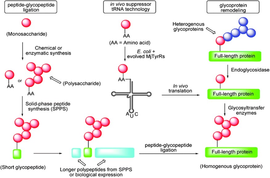Methods developed for the synthesis of homogeneous glycoproteins: (1) glycopeptide ligation; (2) glycoprotein remodeling; and (3) in vivo suppressor tRNA technology.