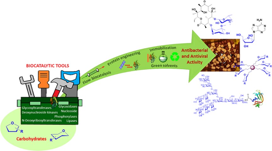 Important applications of carbohydrate molecules. (OA Literature)