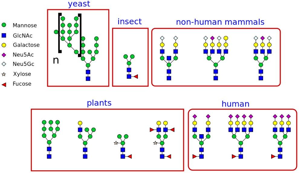 Fig.1 Multiple types of glycans produced by different organisms.