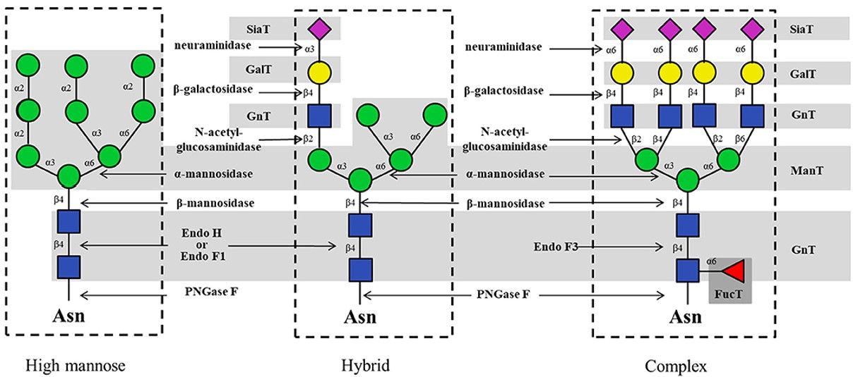 Fig.2 Typical types of enzymes that synthesize N-glycans.