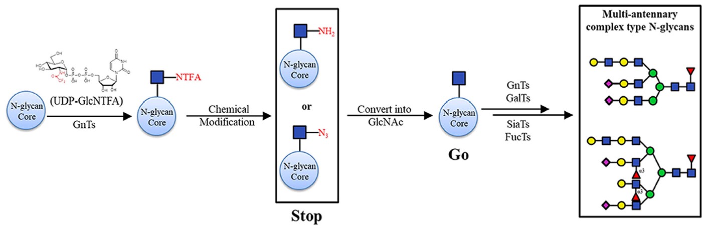 Fig.3 An N-glycan chemoenzymatic synthesis pathway.