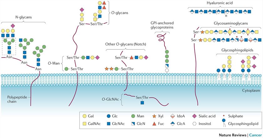 Important tumour-associated glycans.