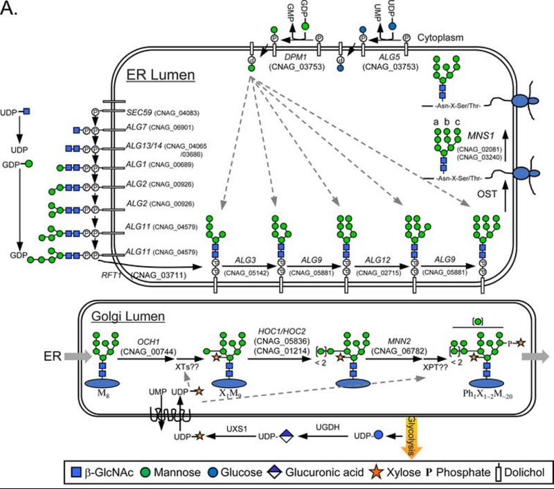 Fig.1 Illustrated pathway map of N-glycosylation in C. neoformans. (OA Literature)