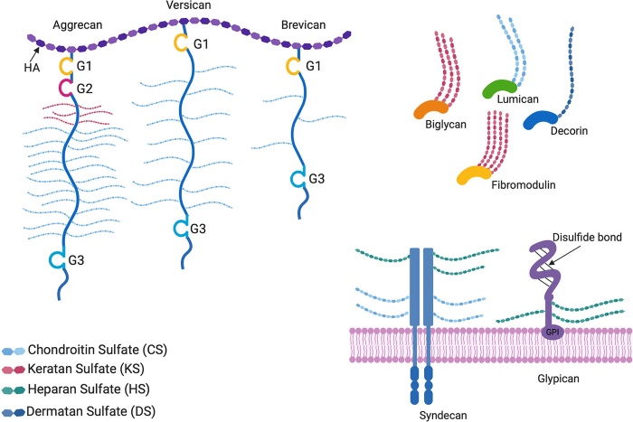 Fig.1 Proteoglycan structures. (OA Literature)