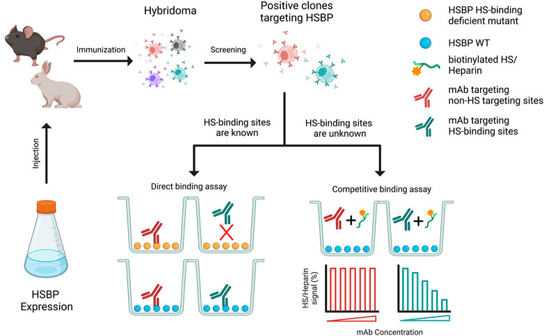 Fig.1 Schematic for monoclonal antibody (mAb) generation, with a focus on HS binding sites. (OA Literature)