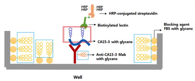 Schematic diagram of the antibody-lectin sandwich assay. Immobilized anti-CA15-3 antibody captures CA15-3 in serum, and glycosylation of CA15-3 is detected with a biotinylated lectin followed by HRP-conjugated streptavidin.
