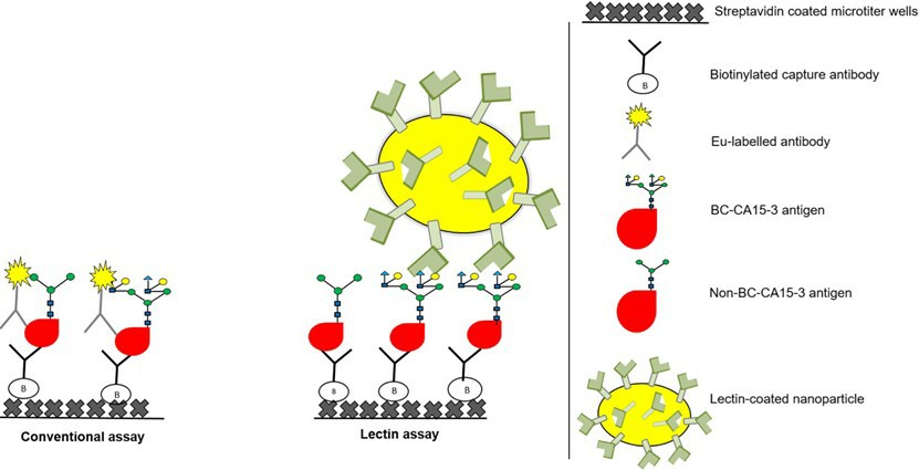 Fig.1 CA15-3 lectin assay process.