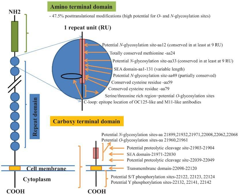 Fig.1 Schematic diagram of the structure of CA125.