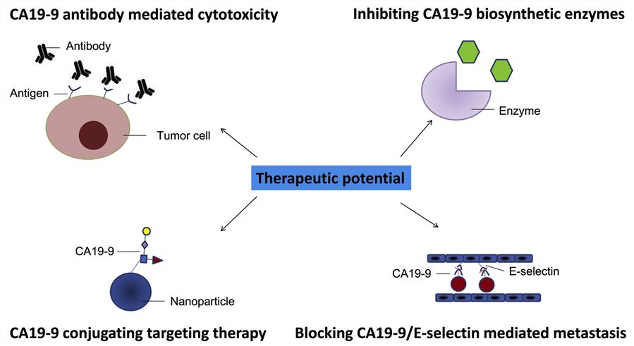 Therapeutic potential of CA19-9 for pancreatic cancer.