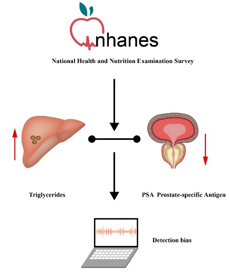 Fig.1 Study on the relationship between triglycerides and PSA in prostate cancer samples. (Wei, et al., 2022)