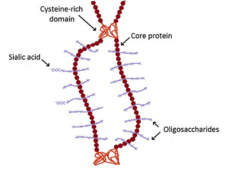 Schematic structure of mucin glycoproteins. 