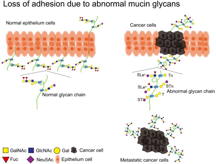 Fig.1 Normal and abnormal glycosylation of mucins. (Sun, et al., 2023)
