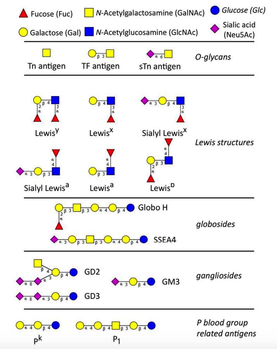 The major tumor-associated glycan determinants reported being involved in gynecological cancers.